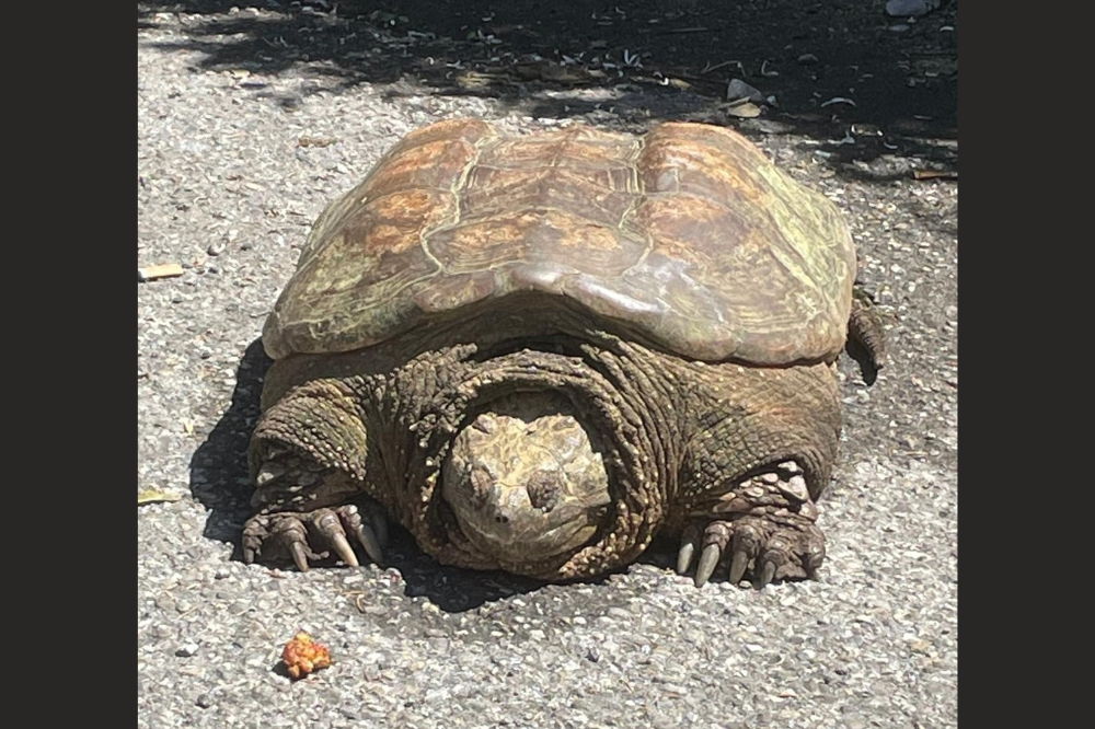 Tartaruga azzannatrice in strada a Empoli, affidata al Wwf