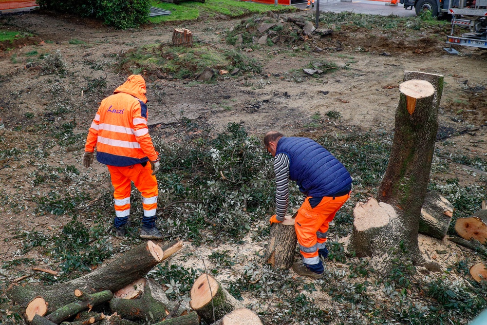 Taglio degli alberi, presto nuovi abbattimenti anche alle Piagge