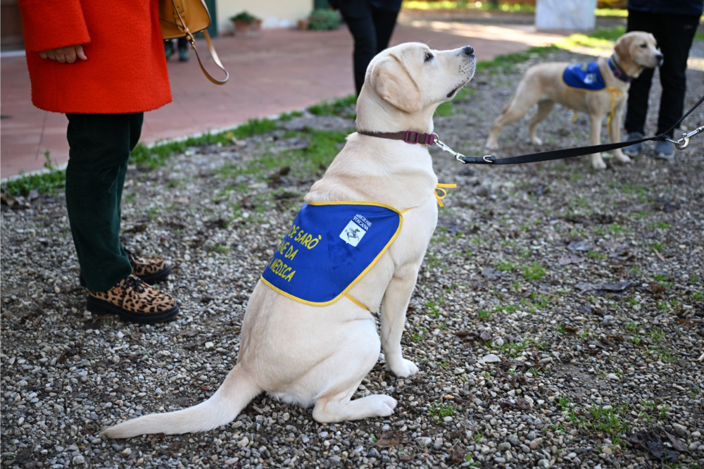Potenziato il servizio dei cani salvavita per i pazienti diabetici