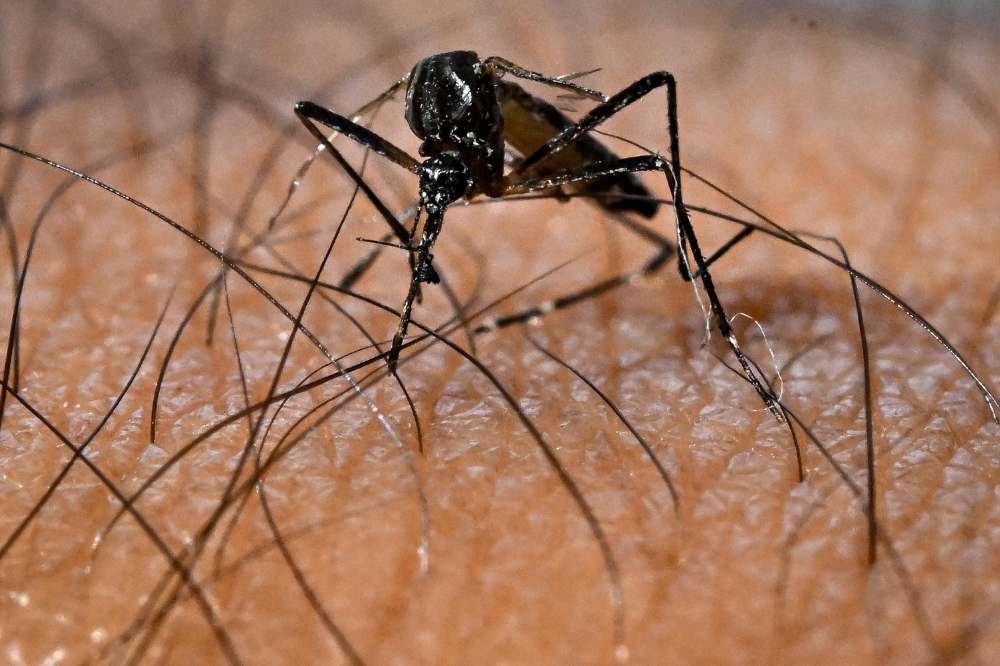 Caso di Chikungunya a Campi Bisenzio, via alla disinfestazione