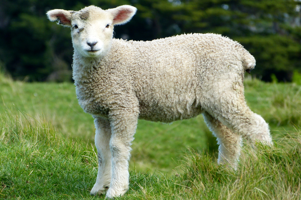 Peretola: agnello bela sul terrazzo, interviene la Forestale