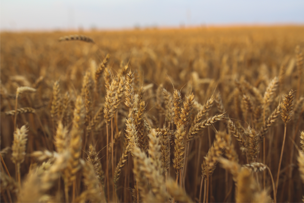 In meno di vent'anni la Toscana ha perso la metà delle coltivazioni a grano duro