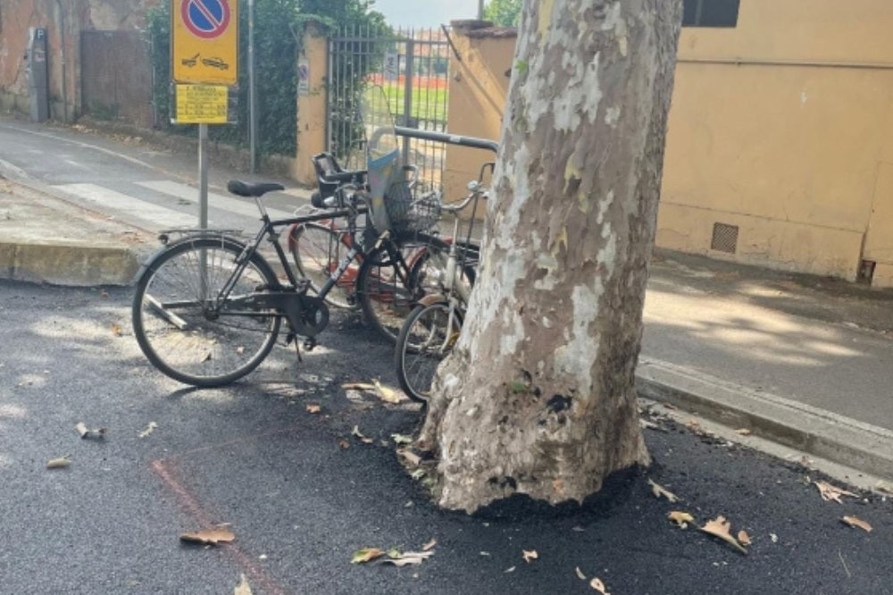 Lungarno Ferrucci, rimossa la colata di asfalto attorno agli alberi