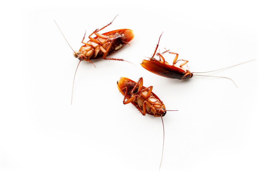 Dalle blatte rischi concreti anche per la salute delle persone