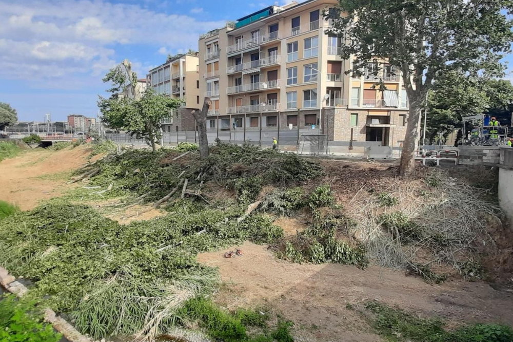 Abbattuti sedici alberi lungo il corso del Mugnone