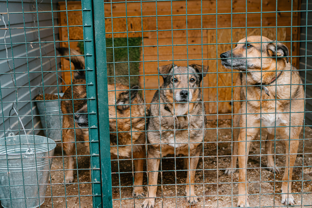 In Toscana crescono i reati contro gli animali
