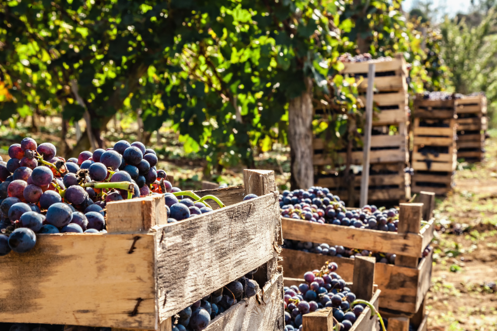 Poco caldo e pioggia giusta, ci sono buone aspettative per la vendemmia