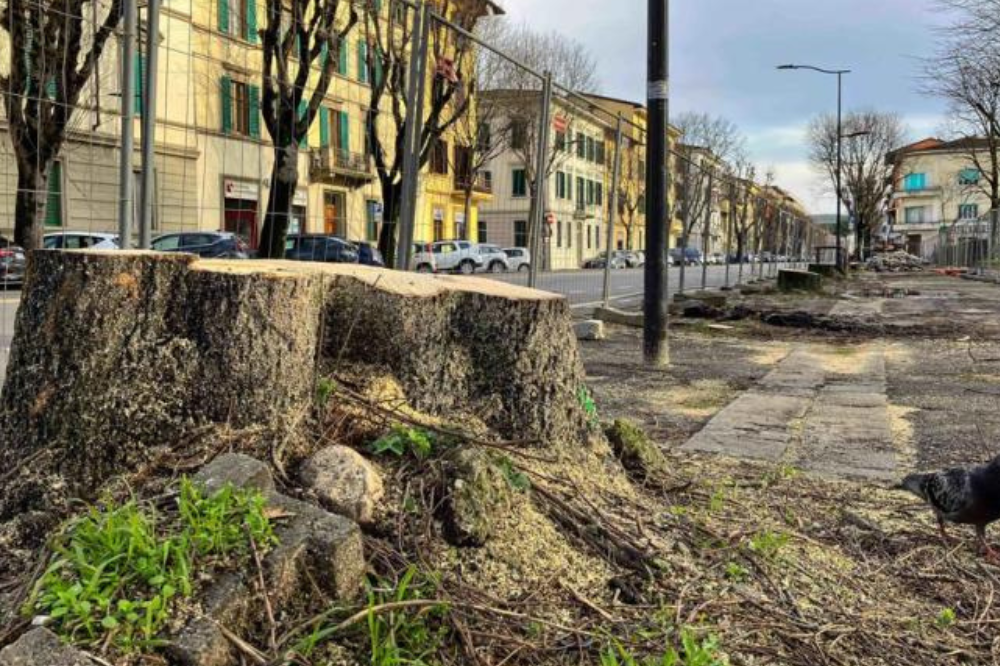Giù altri alberi a Gavinana, protestano i residenti