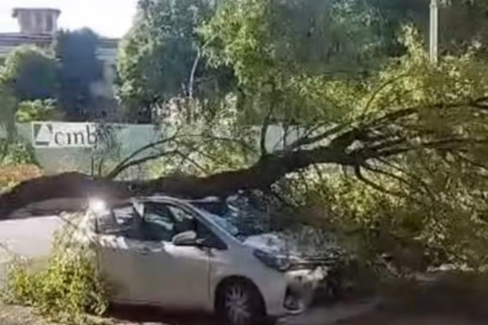 Viale Gramsci, un altro albero crollato a terra