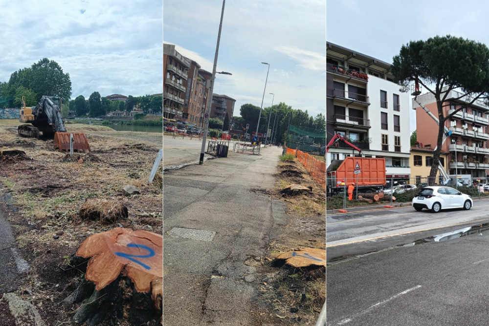 Più alberi di quanti ne sono stati tagliati, a Firenze la tramvia porterà anche più verde