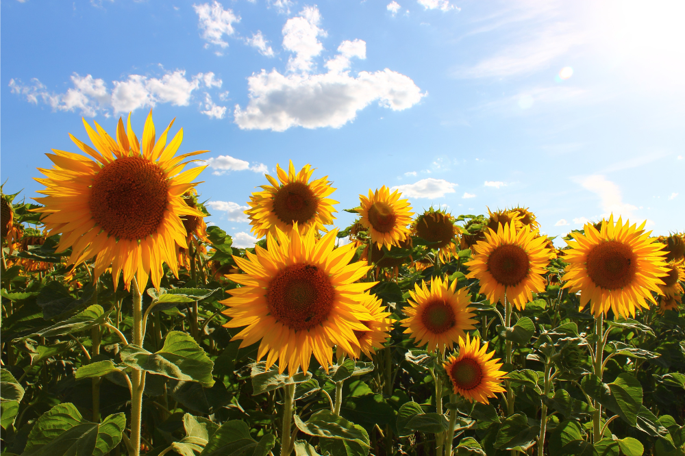 Cia Toscana: 'Colombacci e piccioni all'assalto di mais e girasoli'