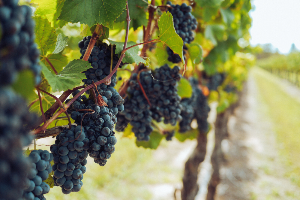 Nel settore vinicolo preoccupa l’invenduto