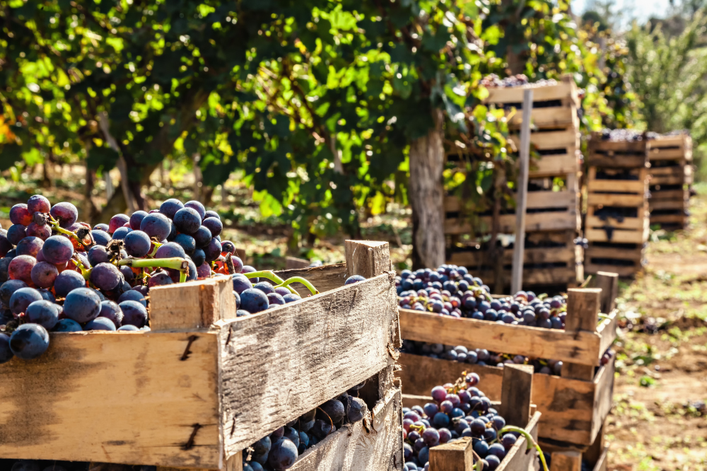 C’è attesa per la vendemmia del 2025