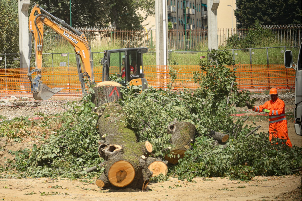Linea Libertà-Rovezzano, previsti altri abbattimenti di alberi