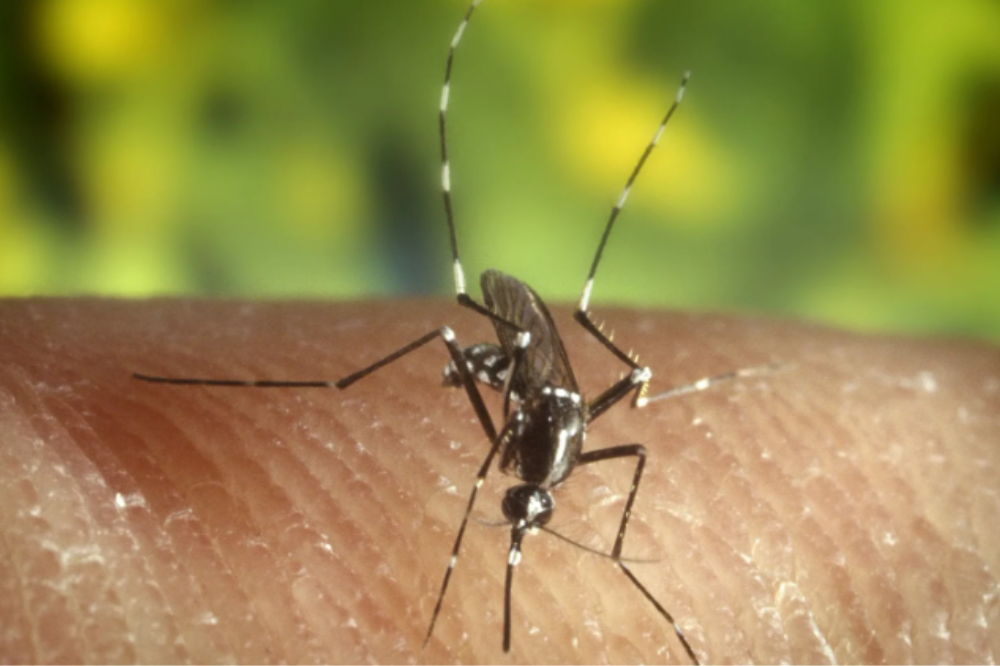 Disinfestazione antilarvale: completati tre cicli di trattamenti