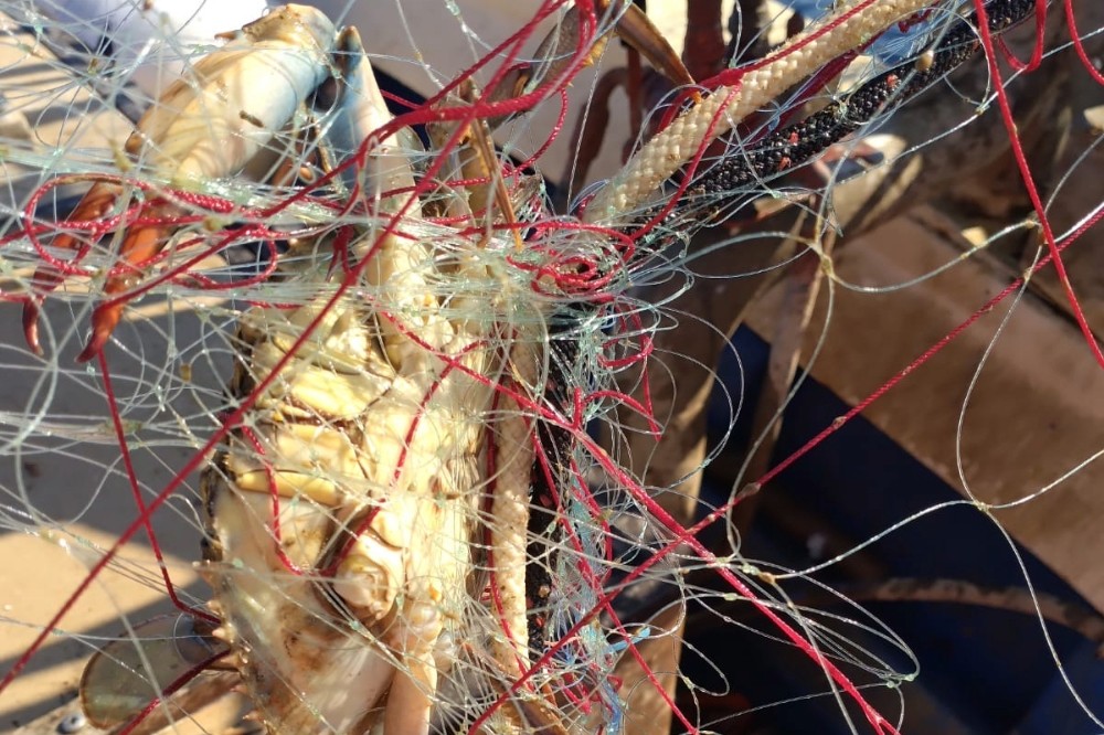 Granchio blu, emergenza per la pesca artigianale toscana