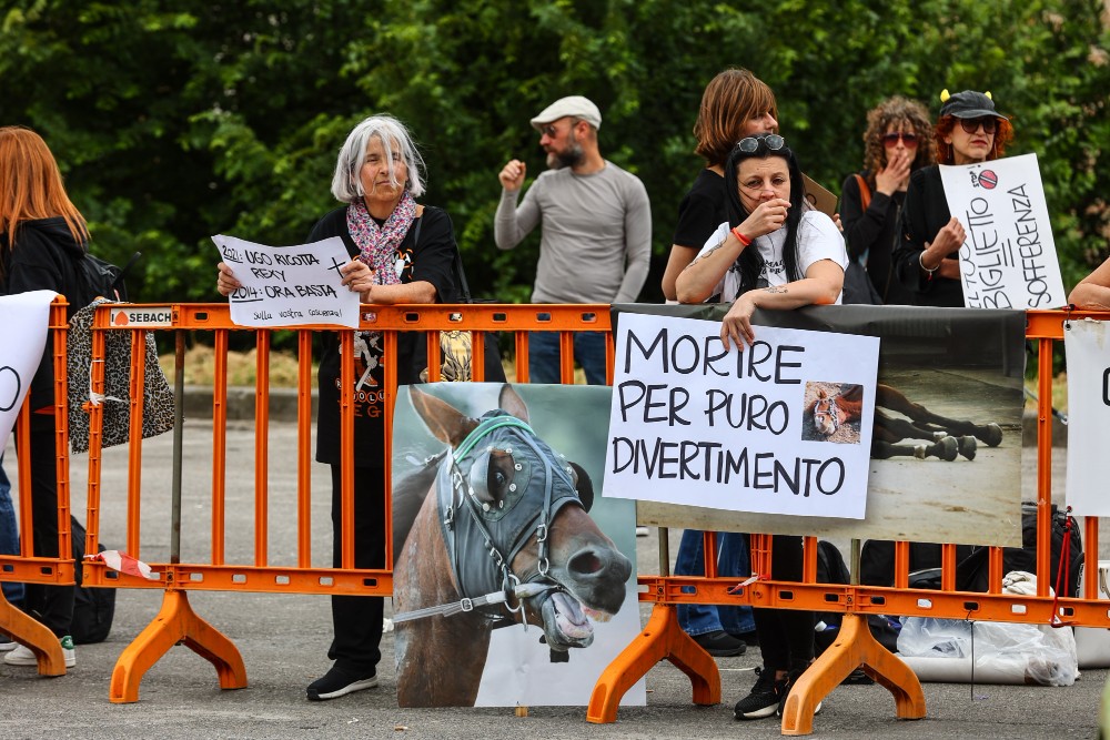 Usano un maialino per gesto goliardico: scoppia la polemica