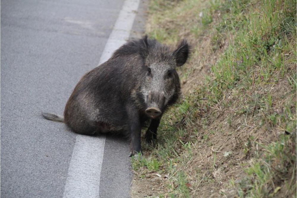 Peste suina africana, Toscana: Giani firma ordinanza per prevenzione e controllo