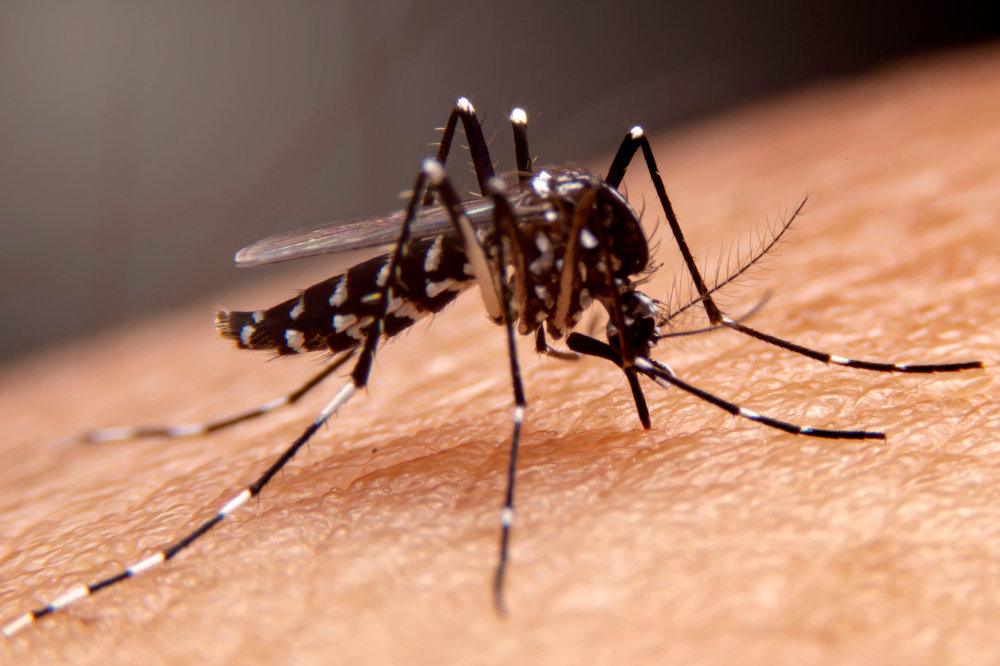 Probabile caso di West Nile in un paziente ricoverato a Empoli