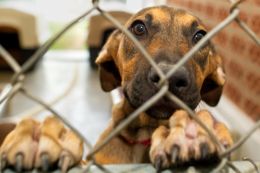 Cani chiusi in una stanza in attesa dell’adozione, due donne a processo