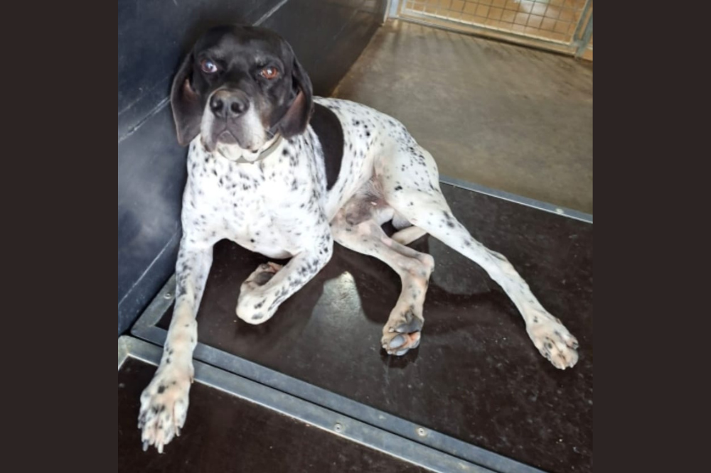 Adottiamo un amico a 4 zampe: regaliamo una nuova vita ai cani di Bagno a Ripoli ospitati al canile