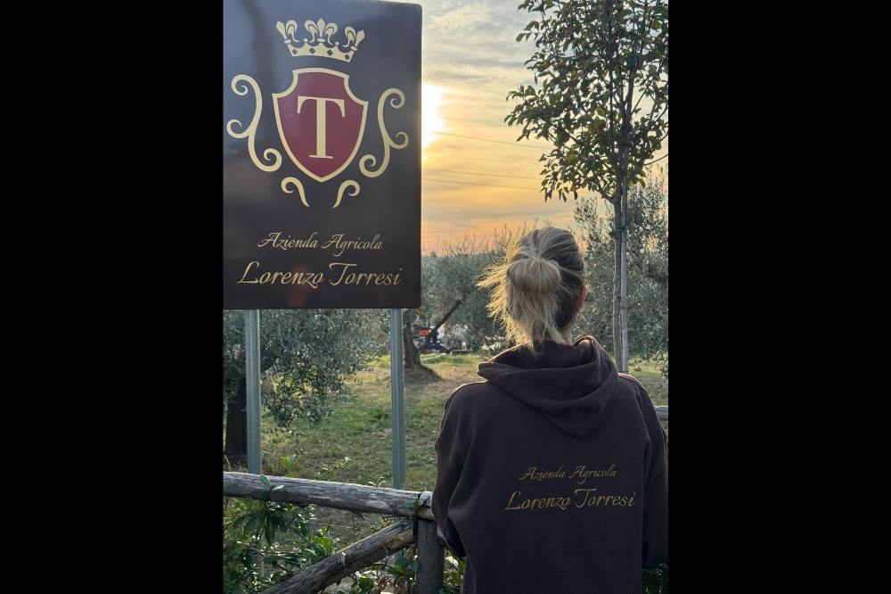 Tempo di raccolta delle olive in Toscana