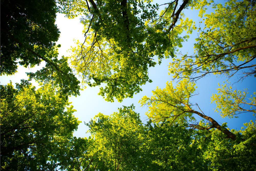 Firenze rilancia il progetto 'Dona un albero'