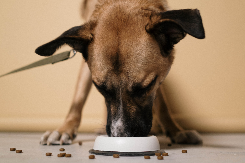 Firenze, Natale di solidarietà per cani e gatti