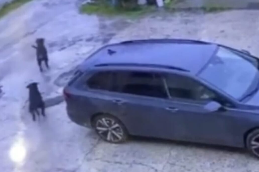 Bimba aggredita da tre rottweiler salvata da un finanziere fuori servizio