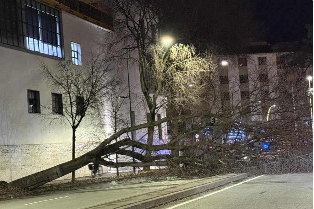AGGIORNATA - Crolla grosso albero a Firenze: nessun ferito