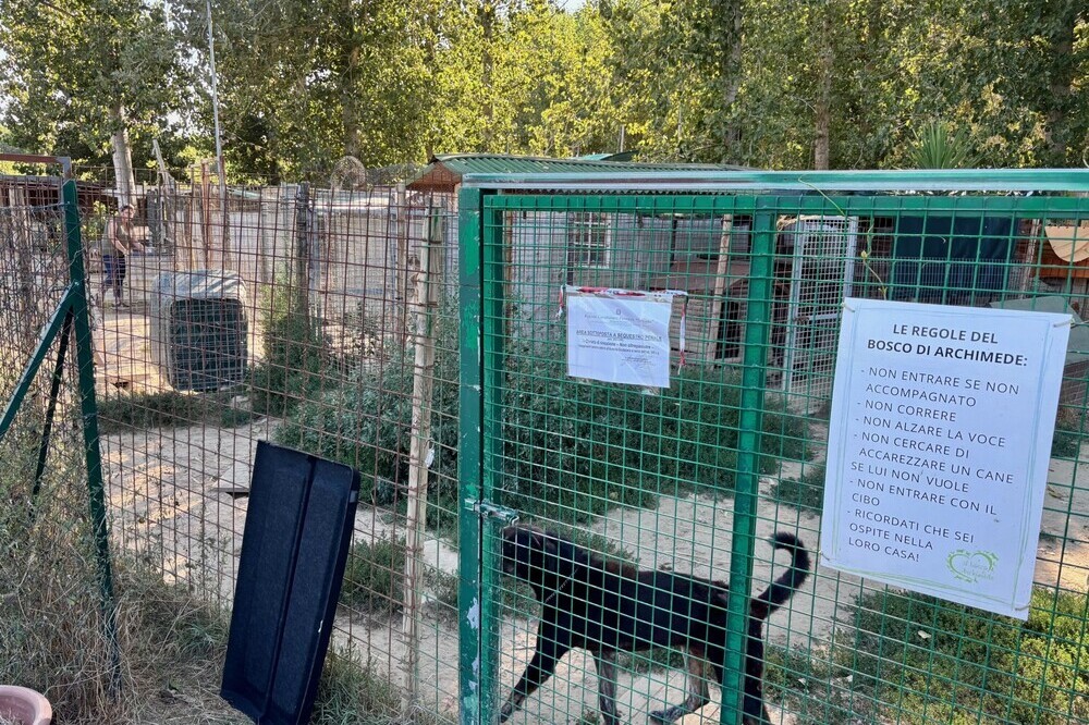 Accattonaggio con cani a Firenze, cresce la preoccupazione delle associazioni animaliste