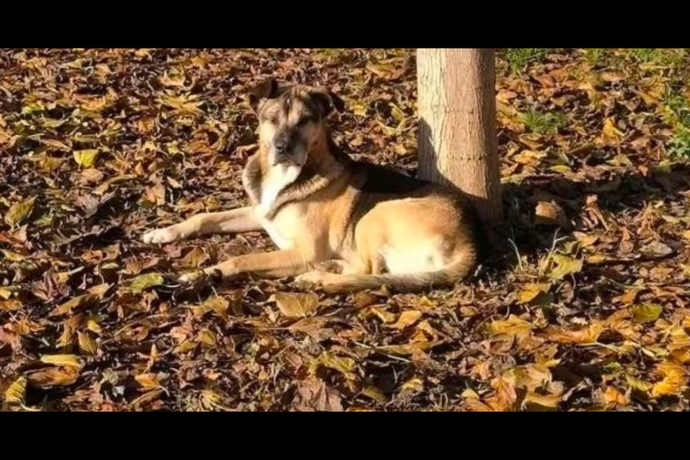 Botti troppo vicini al canile, muore di paura un cane