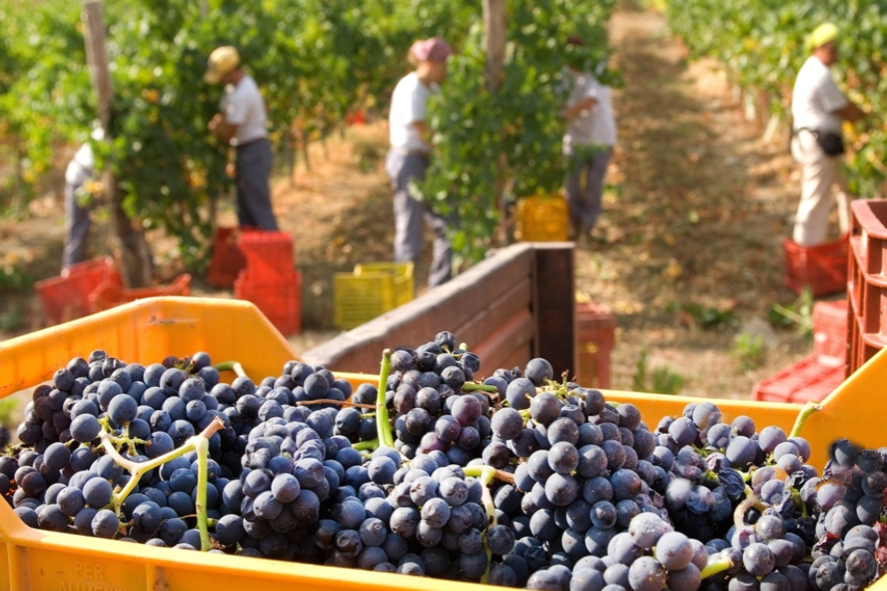 Il Chianti sbarca in Nigeria con 13 aziende