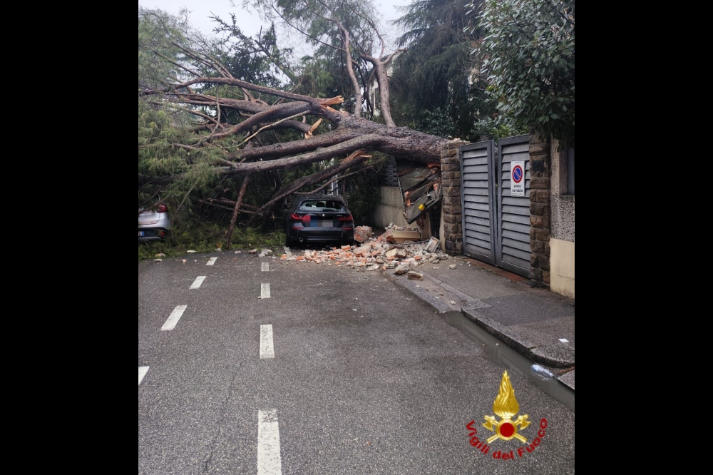 Albero cade in strada a Prato, colpite le auto in sosta e un veicolo di passaggio