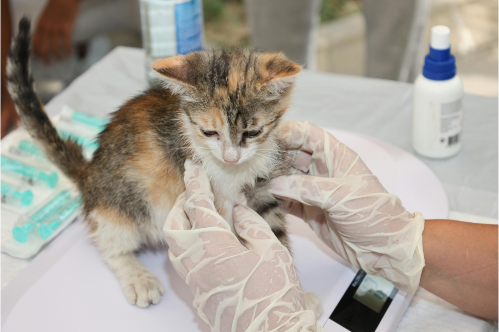 Dalla Regione i contributi per il sostegno delle spese veterinarie