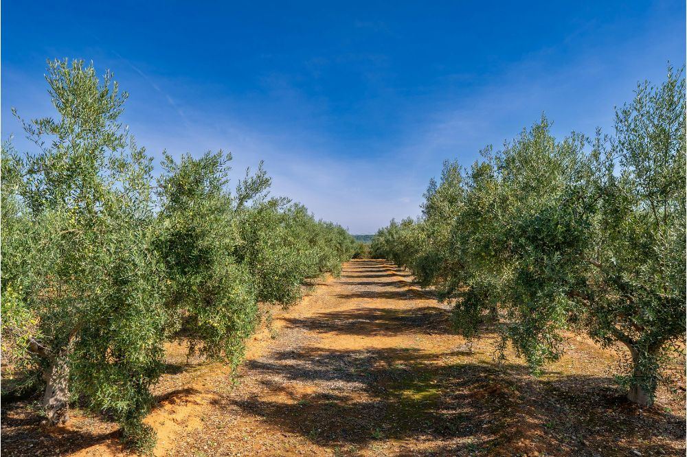 L'allarme di Federagripesca Toscana: 'A rischio abbandono l'olivicoltura' 