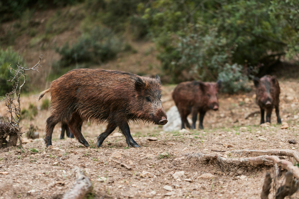 Peste suina, Provincia di Prato proroga la caccia al cinghiale