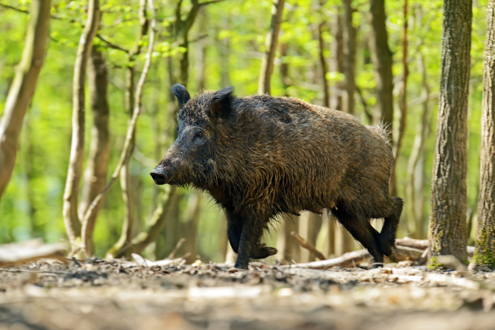 Dalle associazioni la richiesta di misure contro la presenza di animali selvatici