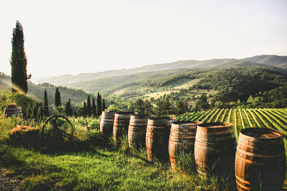 Ristrutturazione vigneti, proroga per domande di saldo dei contributi europei