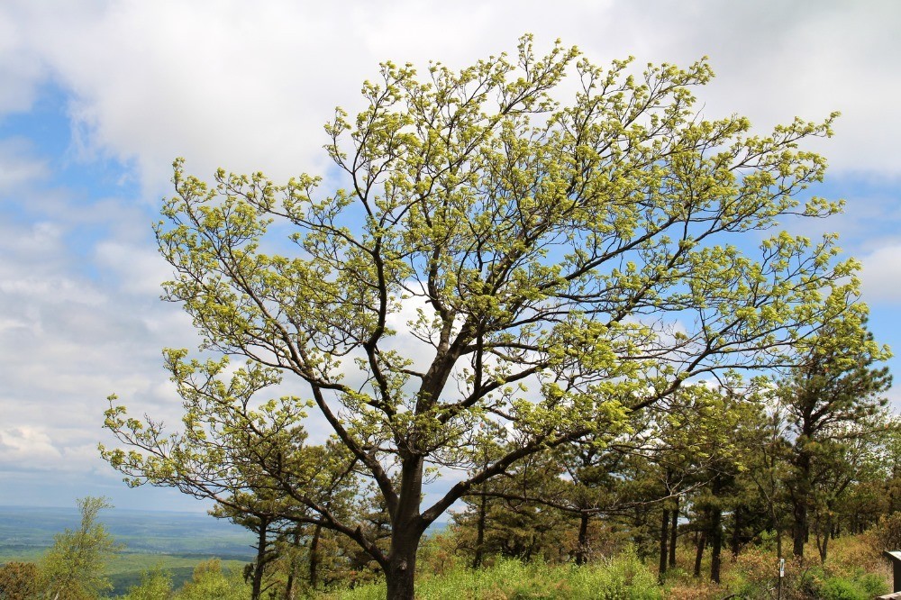 In Toscana codice giallo per vento forte