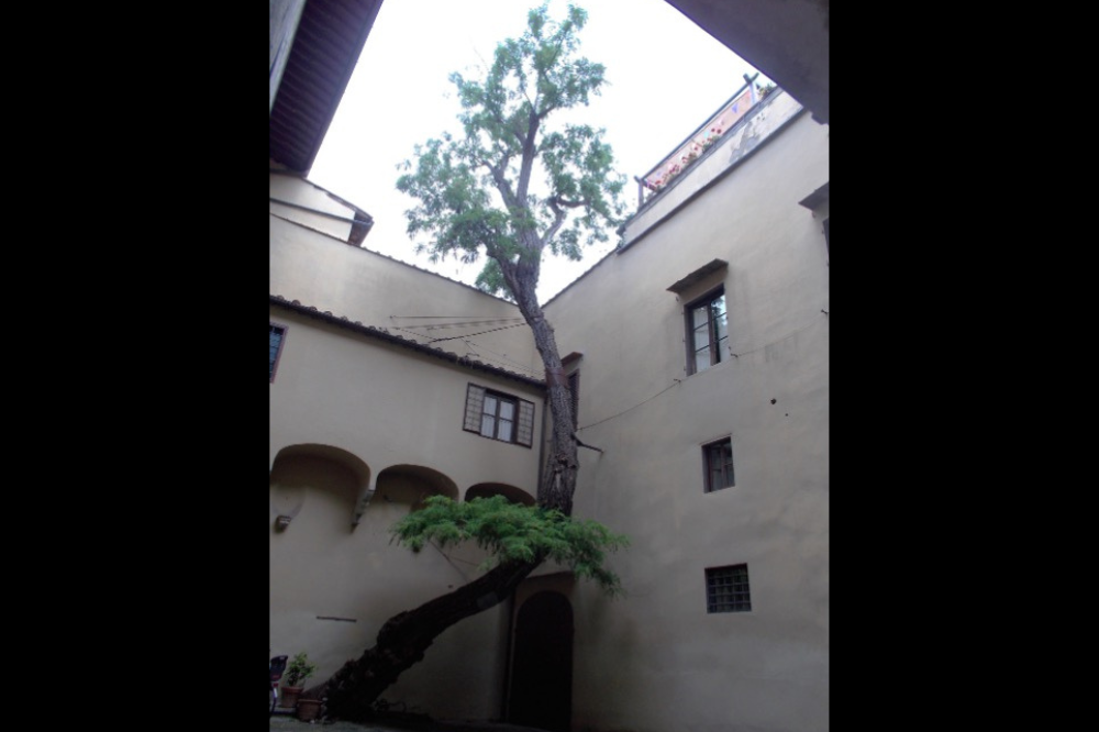 Un appello per salvare l’albero monumentale di Palazzo Pepi