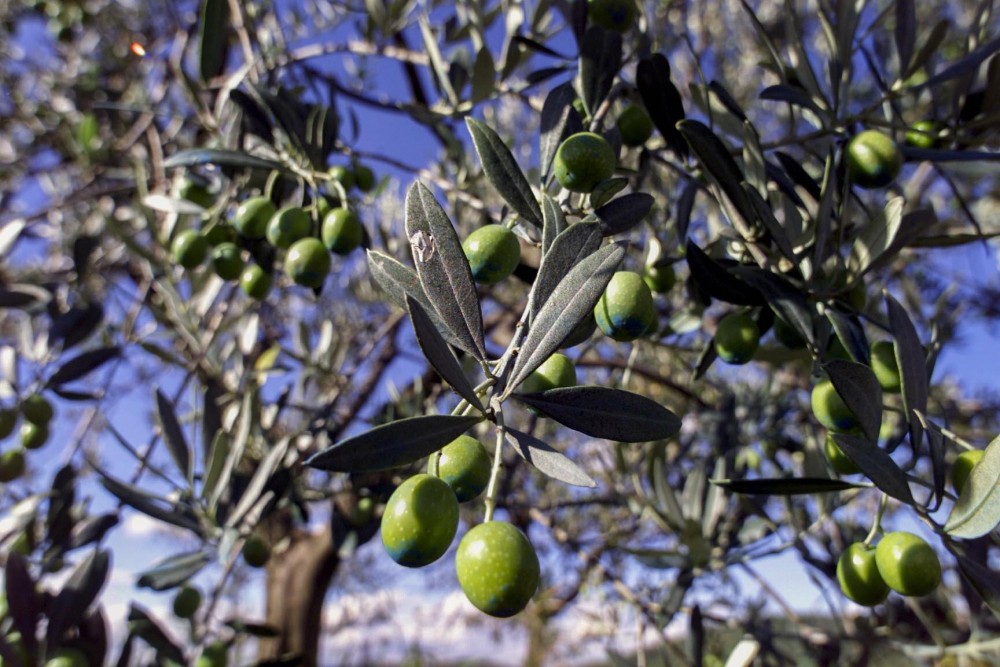 Olivi, Confagricoltura Toscana fa il punto a Firenze su criticità e sfide