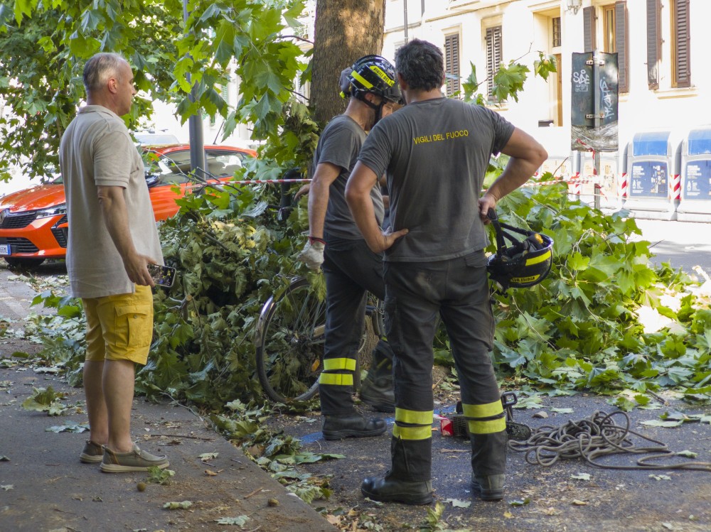 Firenze, crollano ancora i pini in città: “Serve una nuova strategia di gestione del verde”