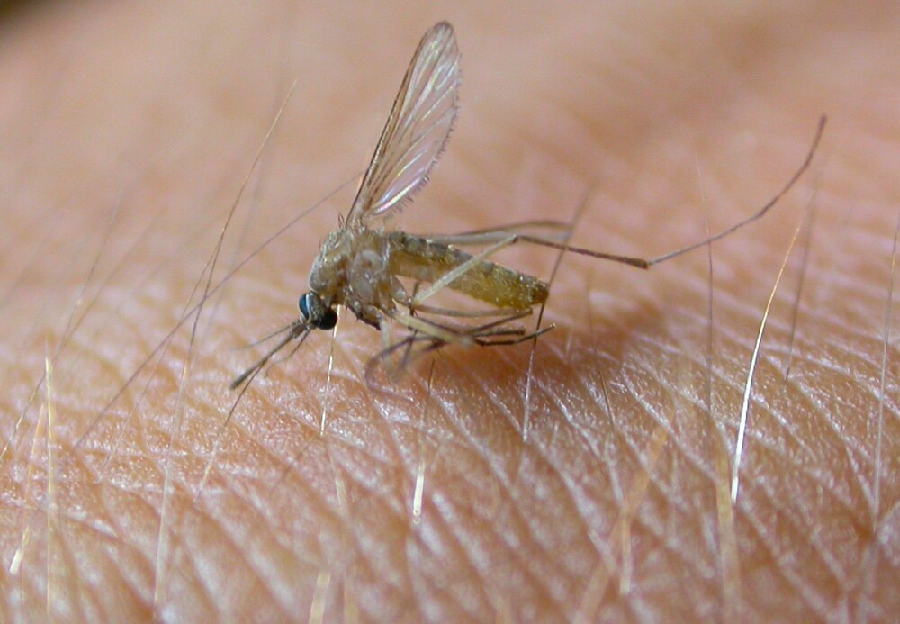 West Nile, un caso a Bagno a Ripoli: scatta la bonifica nelle aree vicine