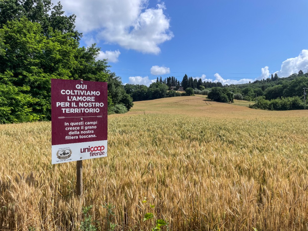Emergenza colombacci nel Fiorentino: coltivazioni distrutte e l'appello dei produttori alla Regione