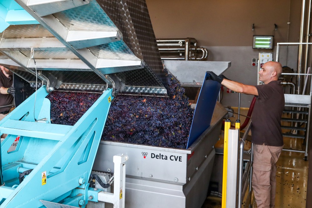 Caldo record, l'agricoltura toscana paga il conto: vendemmia in anticipo e raccolti a rischio