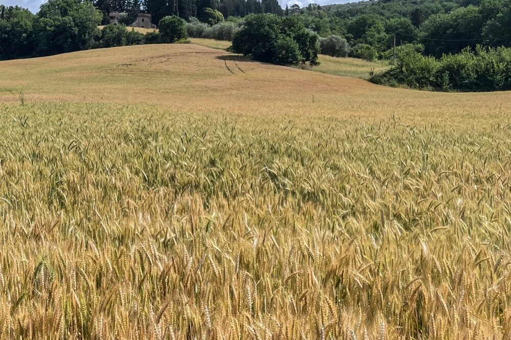 Si ripianta il grano marzuolo: materia prima per cappello di paglia di Signa