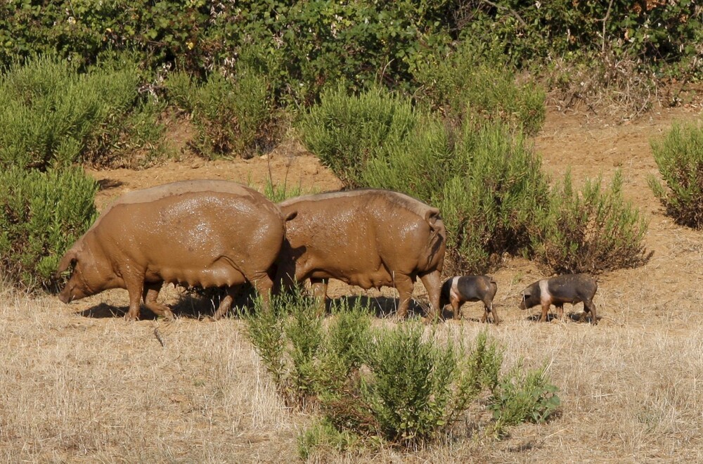 Fdi Toscana: 4 milioni di risarcimenti in 3 anni per danni fauna selvatica