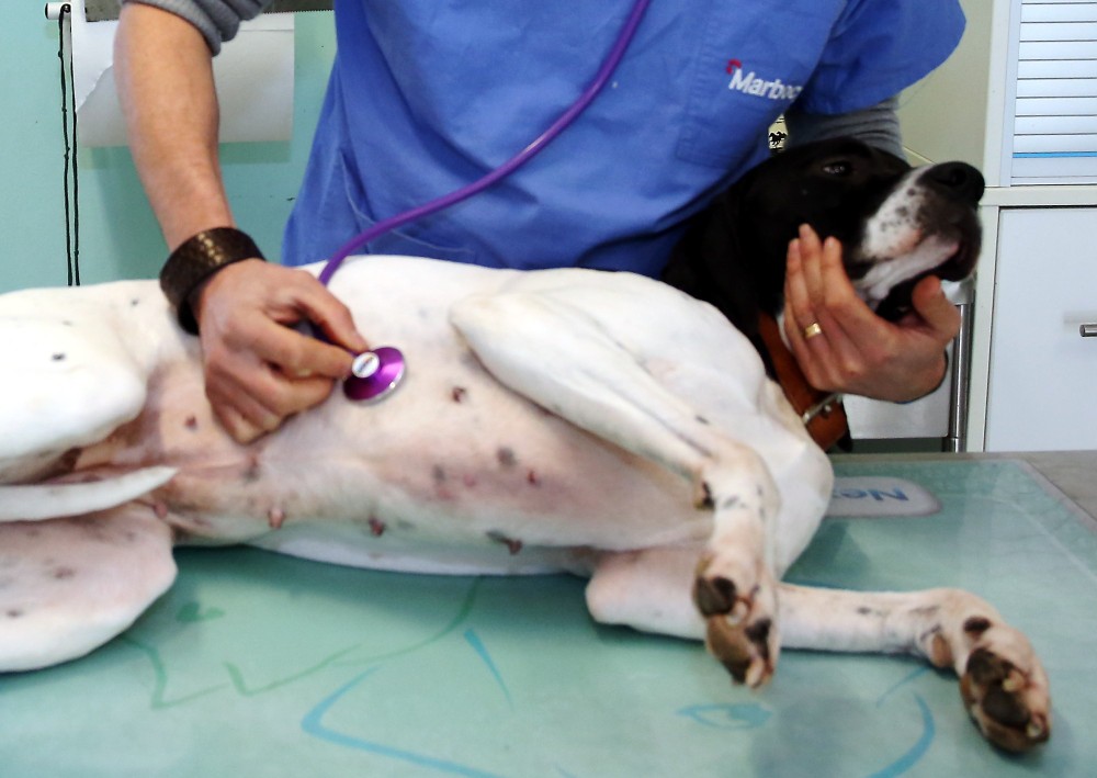 Veterinario indagato, l'accusa è pesantissima: «Eutanasie senza necessità e con metodi crudeli»
