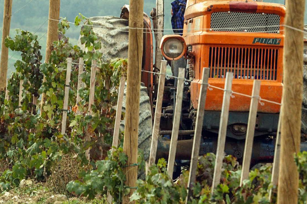 Vendemmia in Maremma Toscana, la raccolta parte in anticipo di 15 giorni tra caldo e alta qualità delle uve
